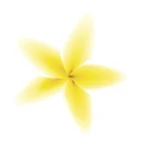 flower-icon-novayna