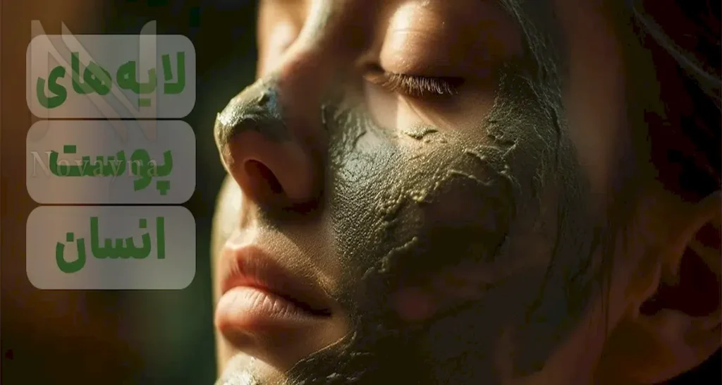 پوست انسان و لایه‌های آن: ساختار، عملکرد و پیچیدگی‌های بیولوژیکی